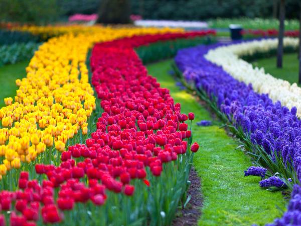 parterre keukenhof